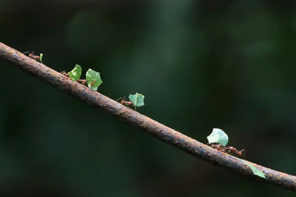 Leaf cutter ants on.a branch
