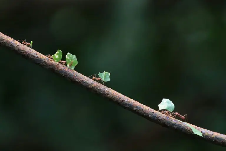 Leaf cutter ants on.a branch